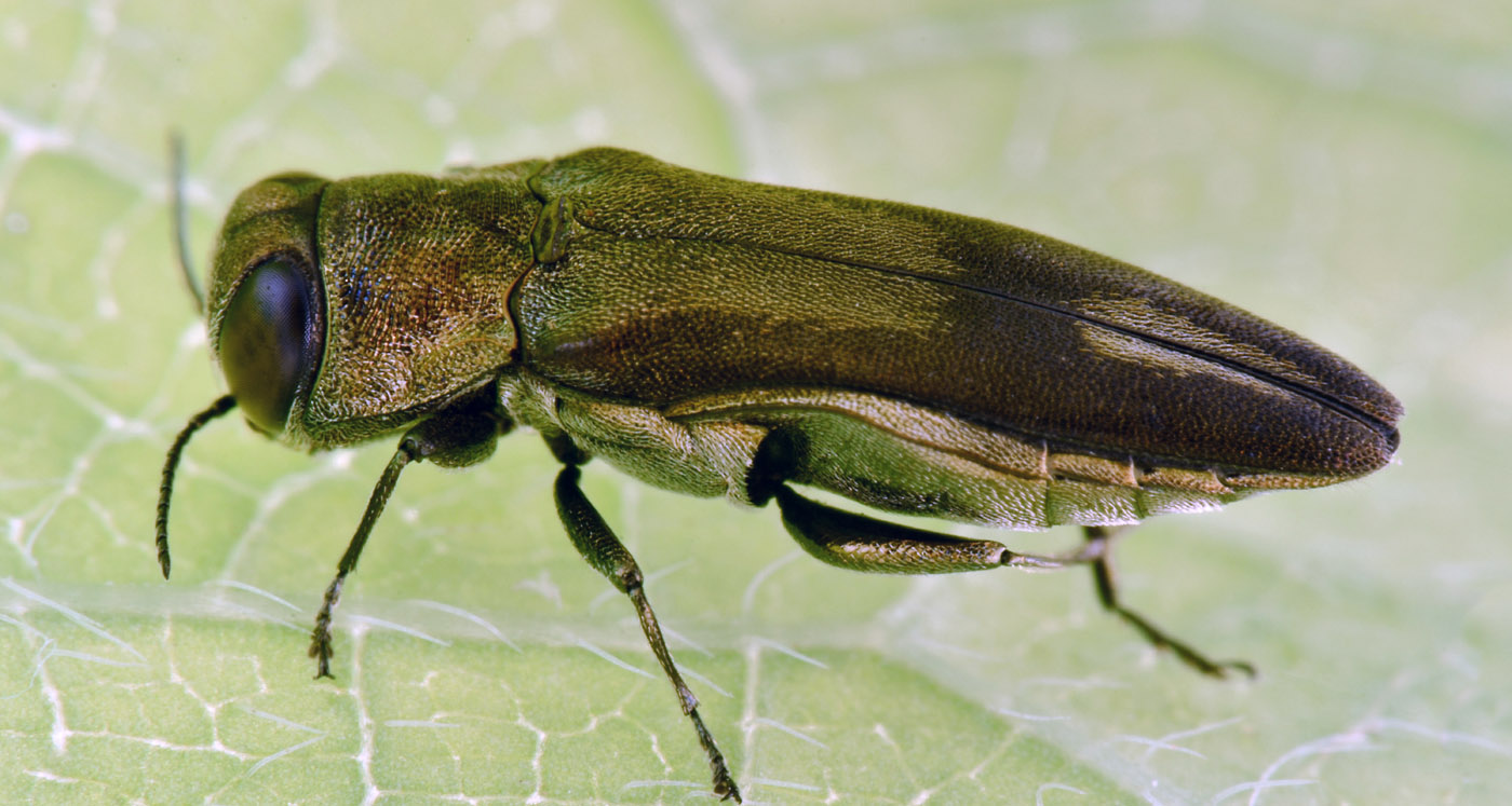 Buprestidae:  Agrilus derasofasciatus (cfr.)